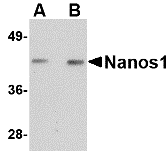 a07276 1 nanos1 primary antibodies wb testing 1