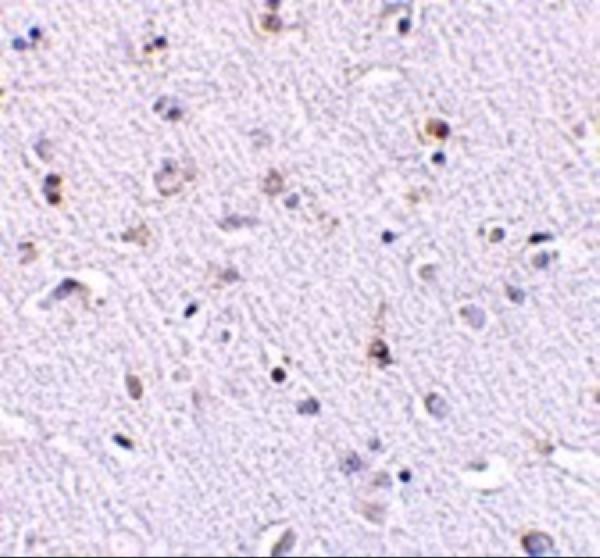 a07276 nanos1 primary antibodies ihc testing 2