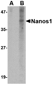 a07276 nanos1 primary antibodies wb testing 1