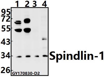 a07281 1 spin1 primary antiboties wb testing 1