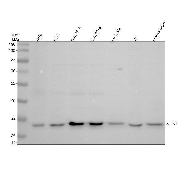 Western blot analysis of SPIN1 using anti-SPIN1 antibody (A07281-2)