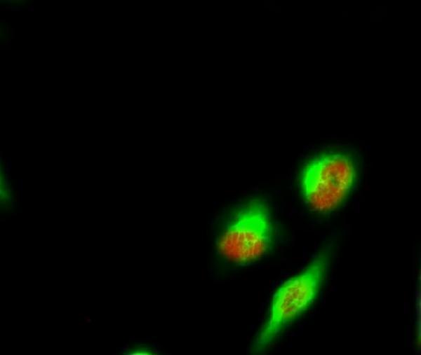 a07281 spin1 primary antibodies if testing 1