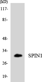 Western blot analysis of the lysates from K562 cells using SPIN1 antibody