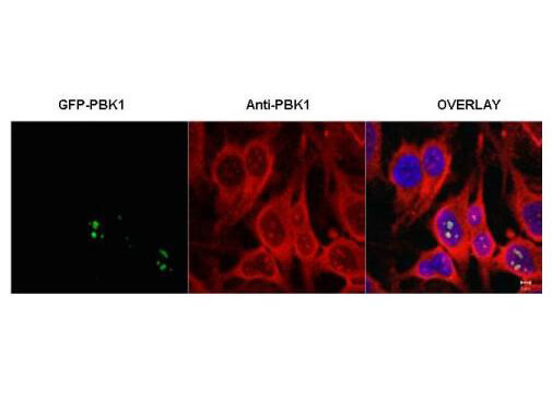 a07282 rsl1d1 primary antibodies if testing 1