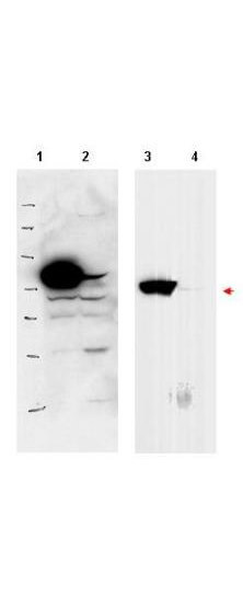 a07282 rsl1d1 primary antibodies wb testing 2