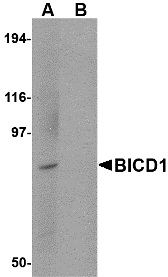 Western blot analysis of BICD1 in Daudi cell lysate with BICD1 antibody at 1 μg/mL in (A) the absence and (B) the presence of blocking peptide