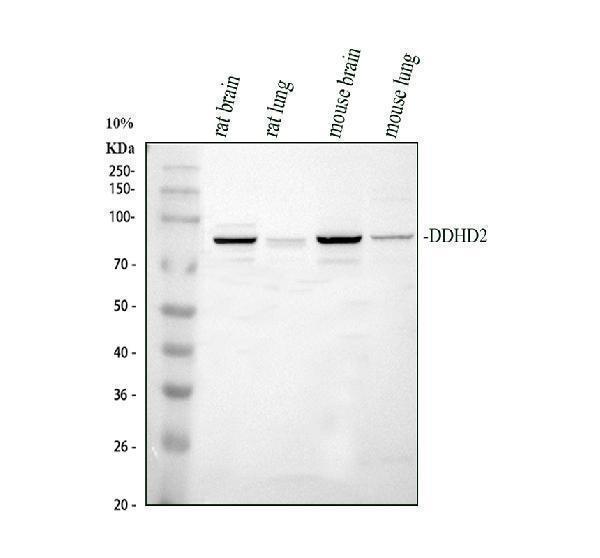 a07285 1 ddhd2 primary antibodies wb testing 1
