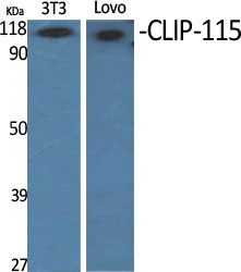 Western Blot analysis of various cells using CLIP-115 Polyclonal Antibody