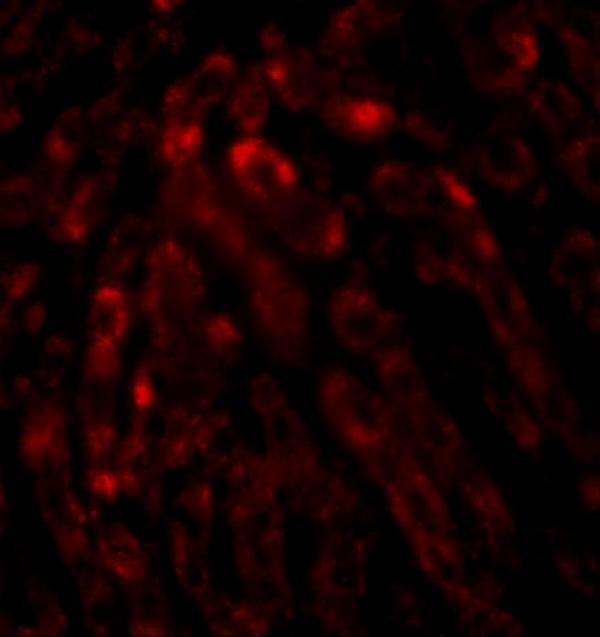 a07288 1 acot13 primary antibodies if testing 3