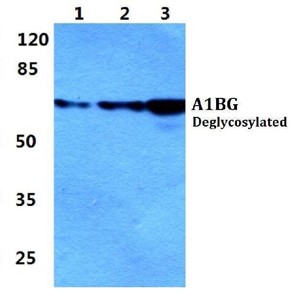 a07289 1 a1bg primary antiboties wb testing 1