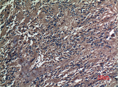 a07289 a1bg primary antibodies ihc testing 3