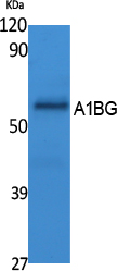 a07289 a1bg primary antibodies wb testing 2