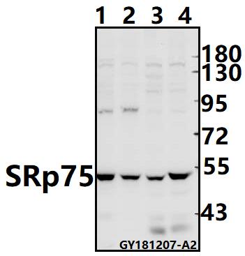 a07291 1 srsf4 primary antiboties wb testing 1