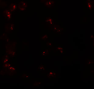Immunofluorescence of KPNA6 in 293 cells with KPNA6 antibody at 20 μg/mL