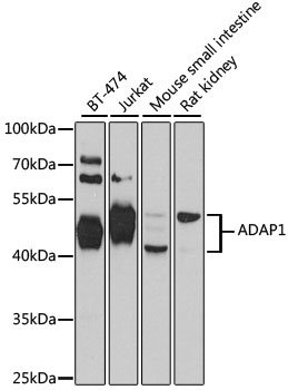 Western blot analysis of extracts of various cell lines, using ADAP1 antibody  at 1:1000 dilution