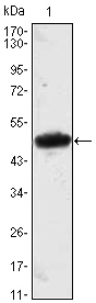 a07301 mesp1 primary antibodies wb testing 1