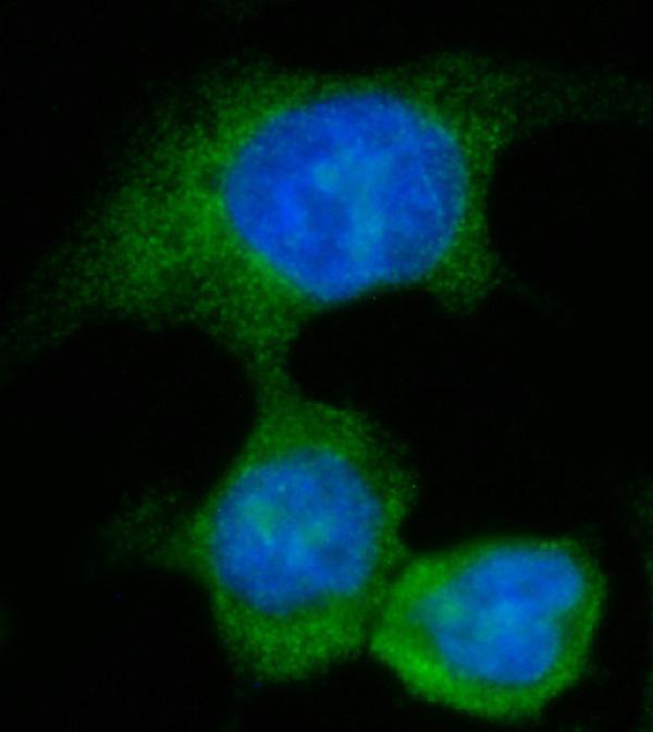a07302 3 aass primary antibodies if testing 4