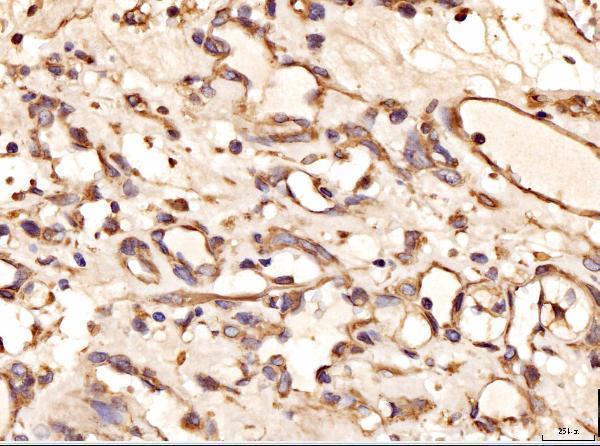 a07302 3 aass primary antibodies ihc testing 2
