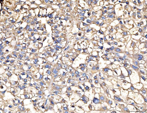 a07302 3 aass primary antibodies ihc testing 3