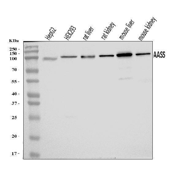 a07302 3 aass primary antibodies wb testing 1