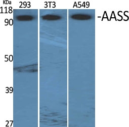 a07302 aass primary antibodyes wb testing 1