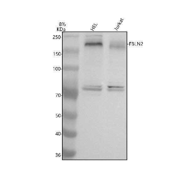 a07304 1 fbln2 primary antibodies wb testing 1