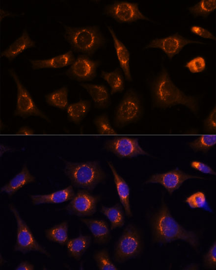Immunofluorescence analysis of L929 cells using NUCB1 Polyclonal Antibody  at dilution of 1:100 