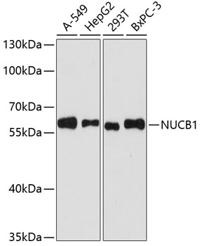 Western blot analysis of extracts of various cell lines, using NUCB1 antibody  at 1:3000 dilution