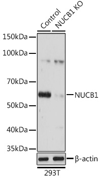a07305 nucb1 primary antiboties wb testing 2