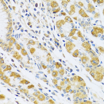 a07308 1 psg1 primary antiboties ihc testing 3