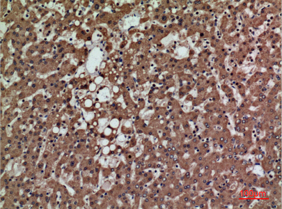 a07308 psg1 primary antibodies ihc testing 1