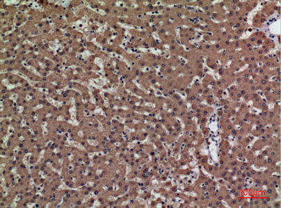 a07308 psg1 primary antibodies ihc testing 3