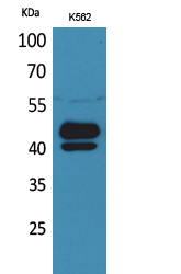 a07308 psg1 primary antibodies wb testing 2
