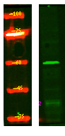 Western Blot analysis of HEK293 lysis, using primary antibody at 1:1000 dilution