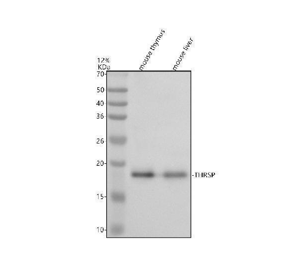 Western blot analysis of THRSP using anti-THRSP antibody (A07310-1)