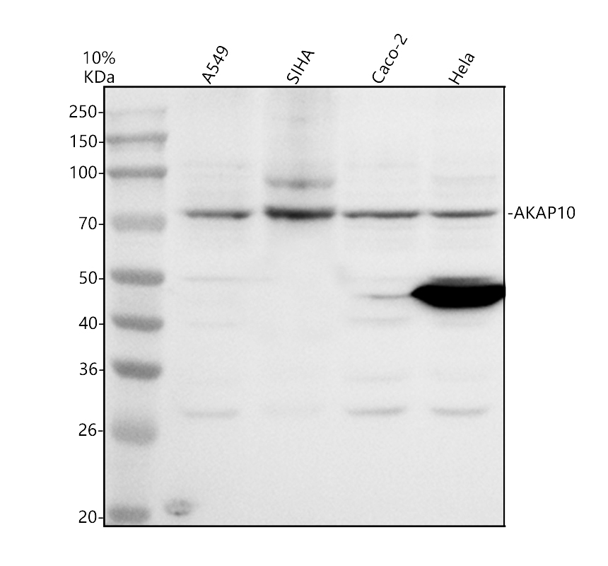 a07311 2 akap10 primary antibodies wb testing 1