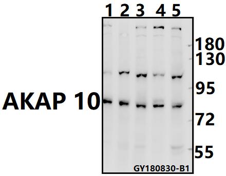 a07311 akap10 primary antiboties wb testing 1
