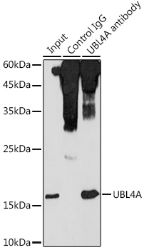Immunoprecipitation analysis of 300ug extracts of HeLa cells using 3ug UBL4A antibody 