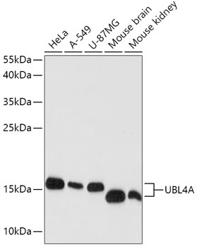 Western blot analysis of extracts of various cell lines, using UBL4A antibody  at 1:1000 dilution