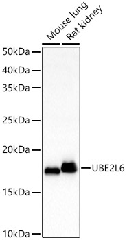 a07315 ube2l6 primary antiboties wb testing 1