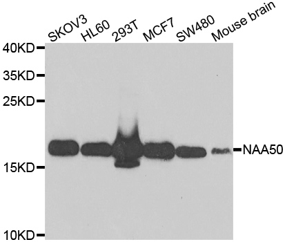 a07316 naa50 primary antiboties wb testing 1