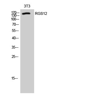 a07317 1 rgs12 primary antibodyes wb testing 1