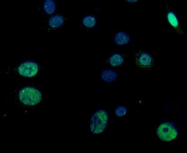 a07317 2 rgs12 primary antibodies if testing 4