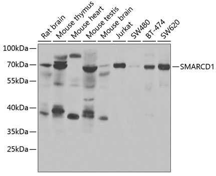 Western blot analysis of extracts of various cell lines, using SMARCD1 antibody  at 1:1000 dilution