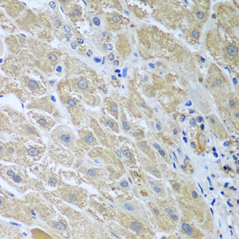 a07320 wdr48 primary antiboties ihc testing 2