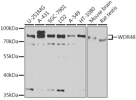 a07320 wdr48 primary antiboties wb testing 1