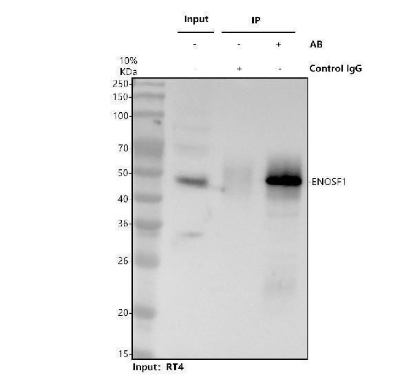 Immunoprecipitating ENOSF1 in RT4 whole cell lysate