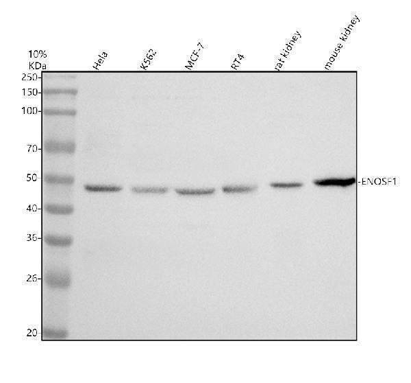 Western blot analysis of ENOSF1 using anti-ENOSF1 antibody (A07325-2)