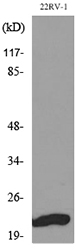 a07326 fgf12 primary antibodies wb testing 3