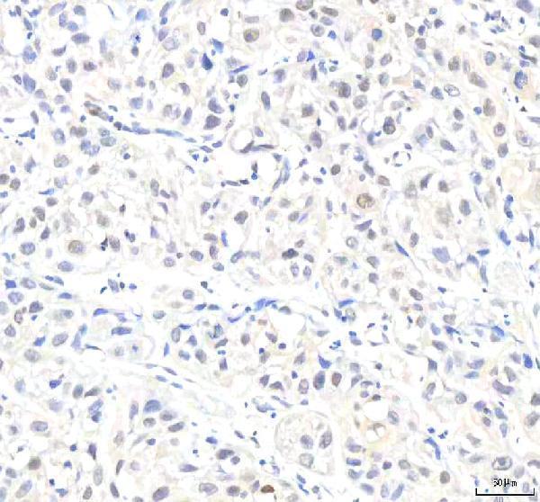 a07327 2 ipo8 primary antibodies ihc testing 4